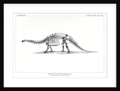 'Brontosaurus excelsius' by unknown